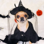 Halloween: los cuidados que necesitan perros y gatos para evitar intoxicaciones y estrés