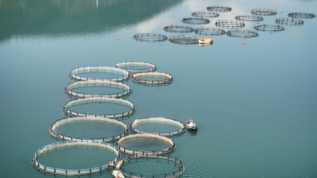 Cultivo peces, Ali Duzdemir en Pexels