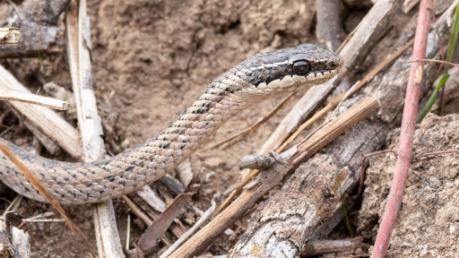 Culebras chilenas: qué especies pueden inocular veneno y qué hacer si una te muerde
