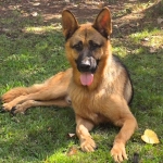 Kel Calderón ofrece recompensa tras la muerte de tres perros en Pelarco: denuncia presunto envenenamiento