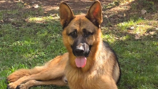 Kel Calderón ofrece recompensa tras la muerte de tres perros en Pelarco: denuncia presunto envenenamiento