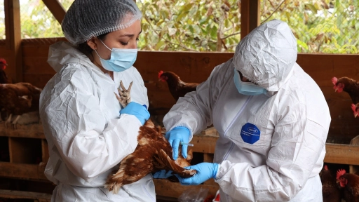 Fenómeno de El Niño y caso de influenza aviar en Perú elevan la alerta del SAG y refuerzan la vigilancia sanitaria