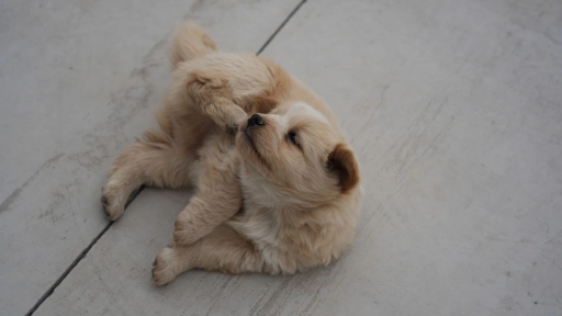 Primavera y alergias en perros: cómo reconocer la dermatitis atópica y cuándo acudir al veterinario