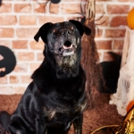Intoxicación e hipoglicemia: las posibles consecuencias de que los perros coman dulces en Halloween