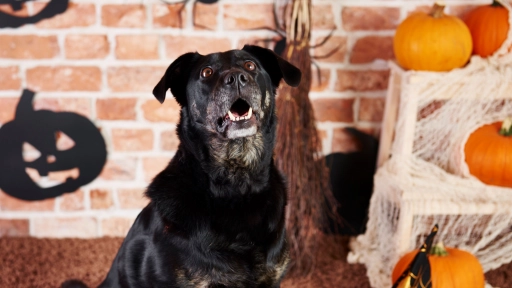 Intoxicación e hipoglicemia: las posibles consecuencias de que los perros coman dulces en Halloween
